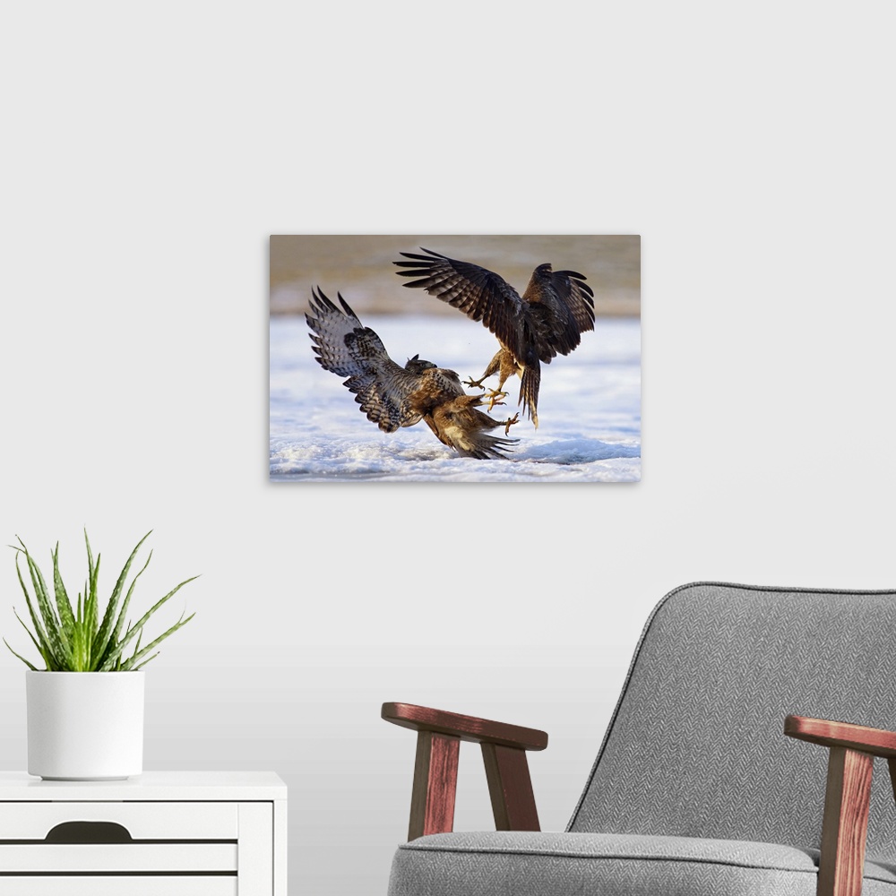 A modern room featuring An intense photograph of two aggressive birds of prey fighting each other while flying.