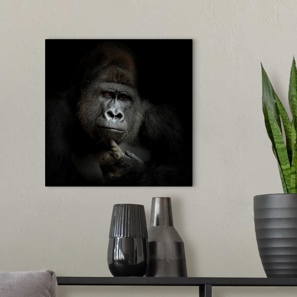 A modern room featuring A gorilla strikes a curious thinking pose and expression.