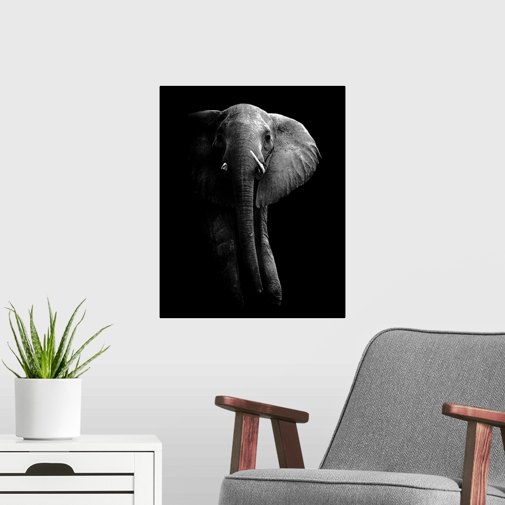 A modern room featuring Low-key photograph of an elephant on a black background, highlighting the rough, wrinkly texture ...