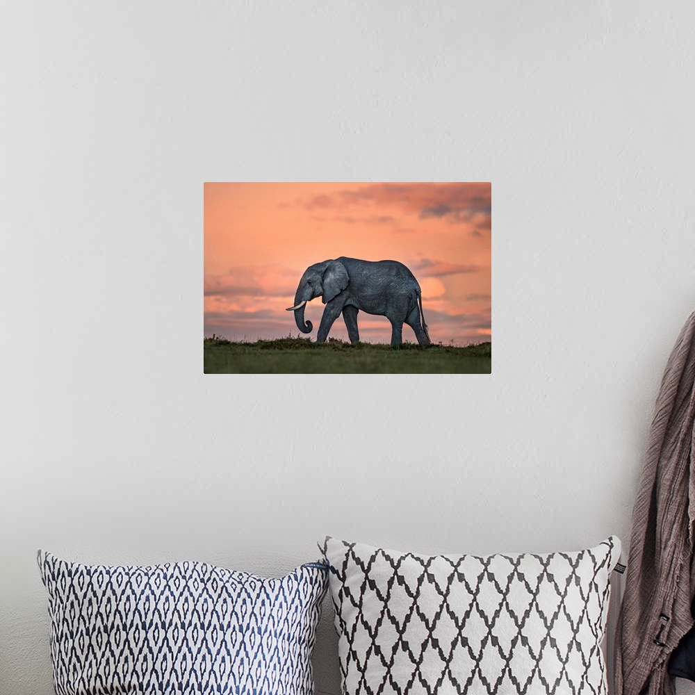 A bohemian room featuring Elephant At Dusk