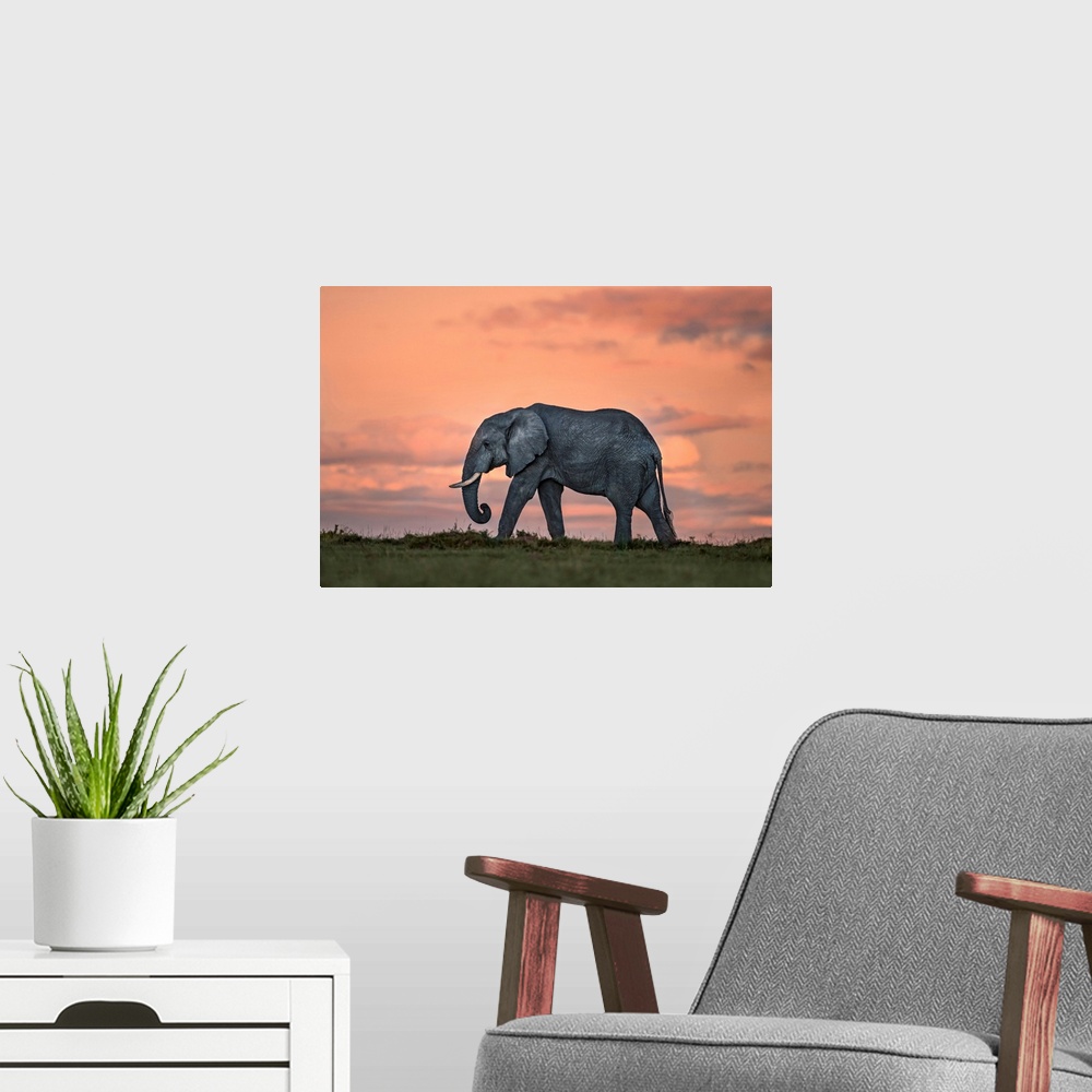 A modern room featuring Elephant At Dusk