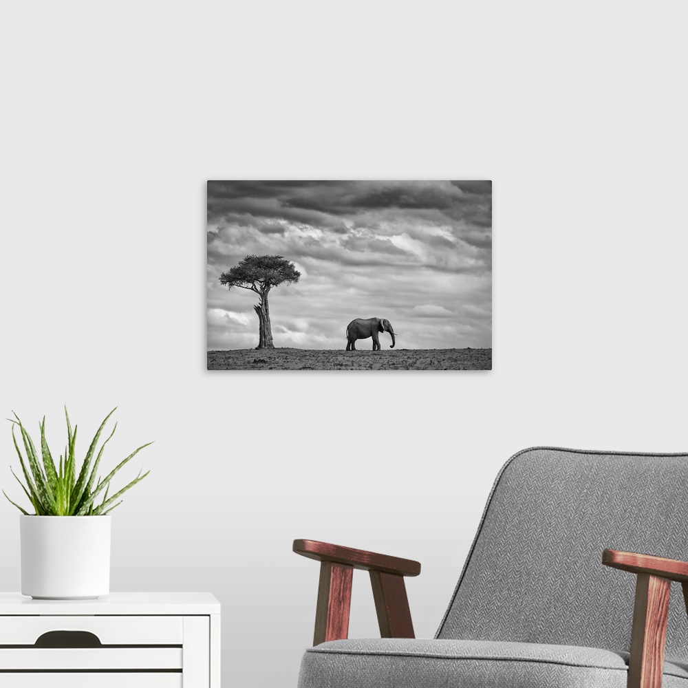 A modern room featuring A lone elephant stands near a tree in the Masai Mara Kenyan park.
