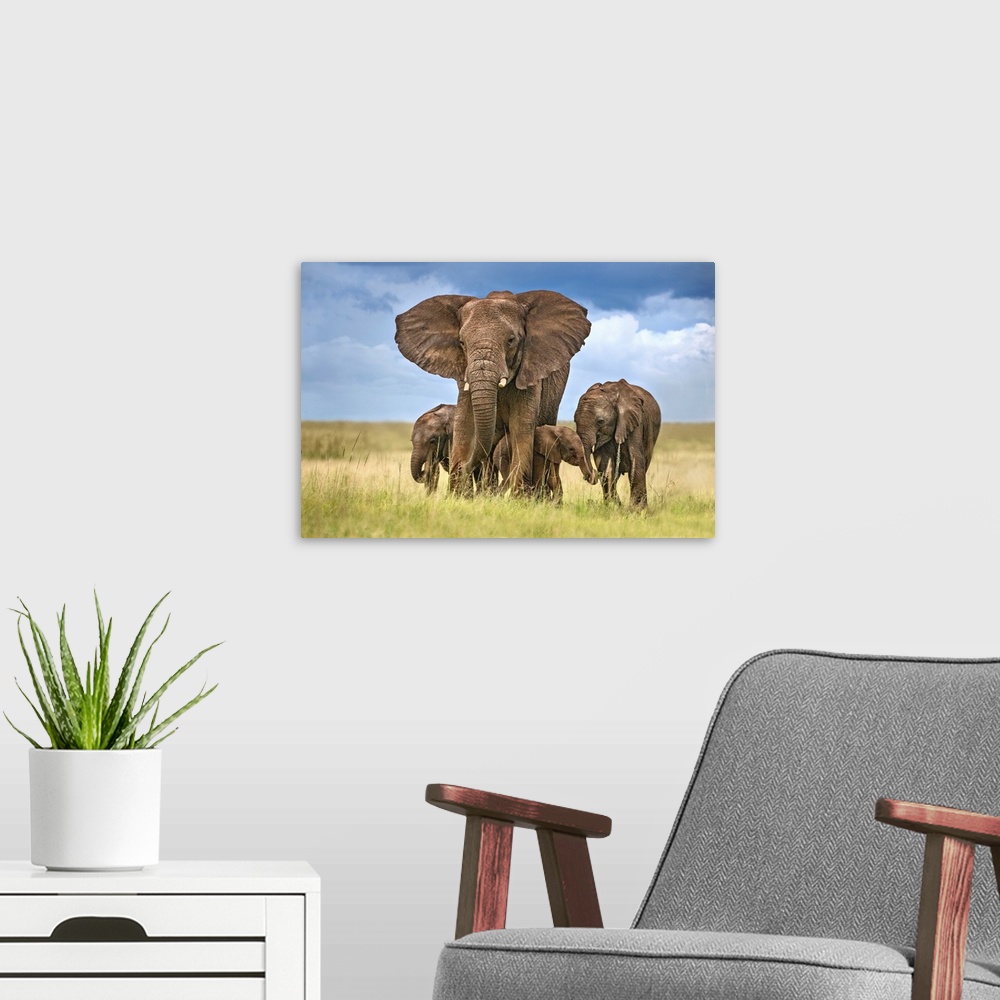 A modern room featuring Elephant Mom Protecting Her Calves