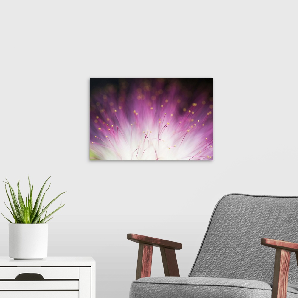 A modern room featuring Close up photo of a purple flower with a bright white center.