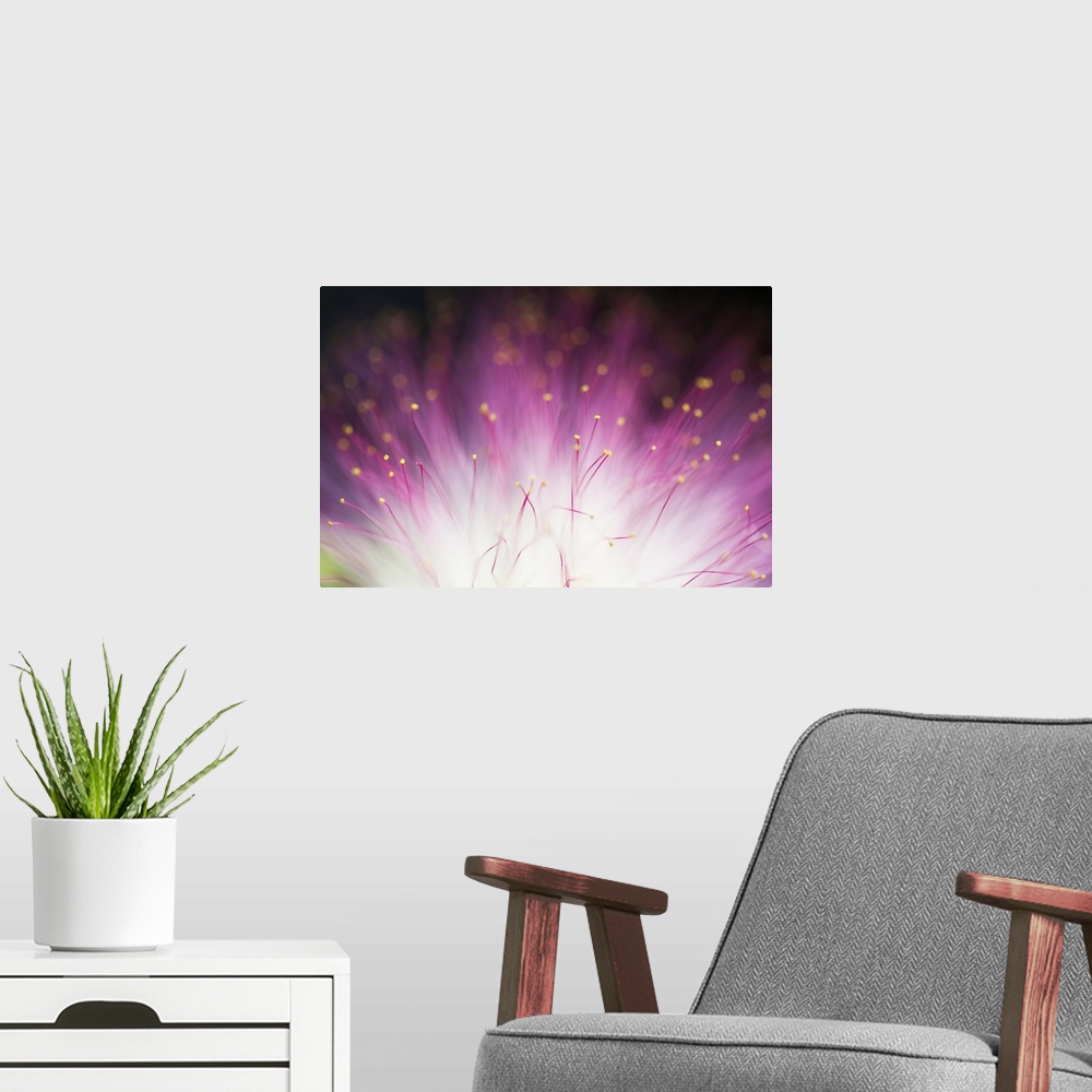 A modern room featuring Close up photo of a purple flower with a bright white center.