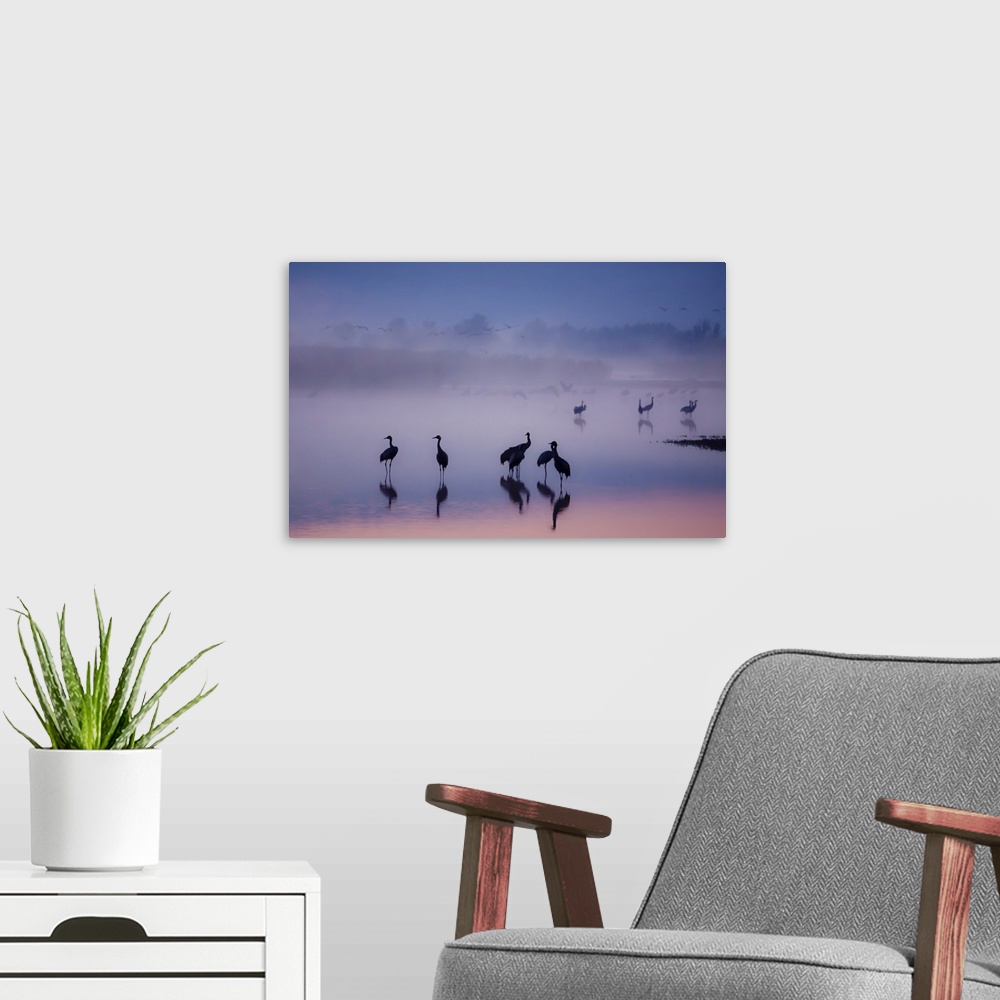 A modern room featuring A flock of silhouetted cranes standing in a misty lake, with pastel colored water, at sunset.