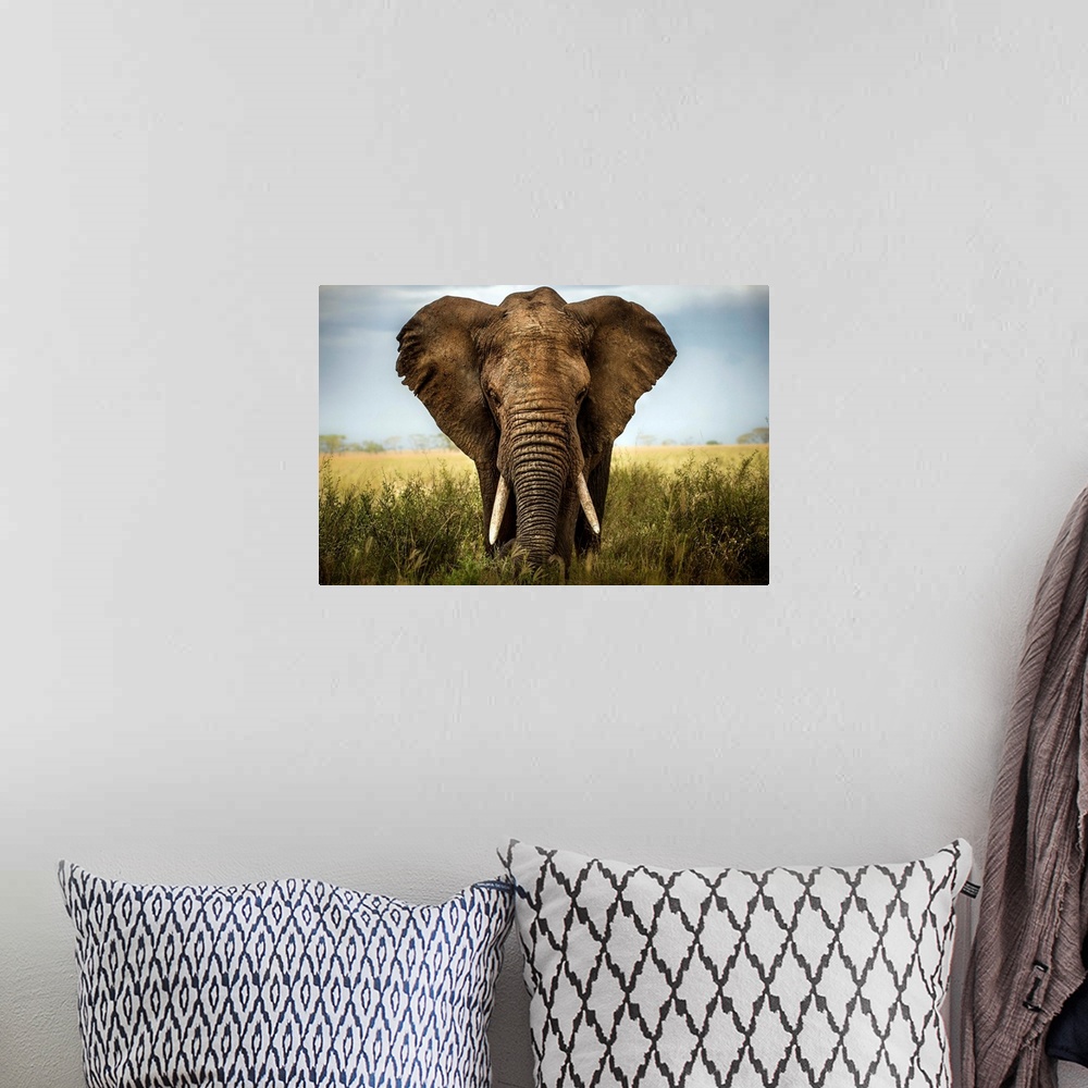 A bohemian room featuring A portrait of an African elephant standing in the Serengeti grass.