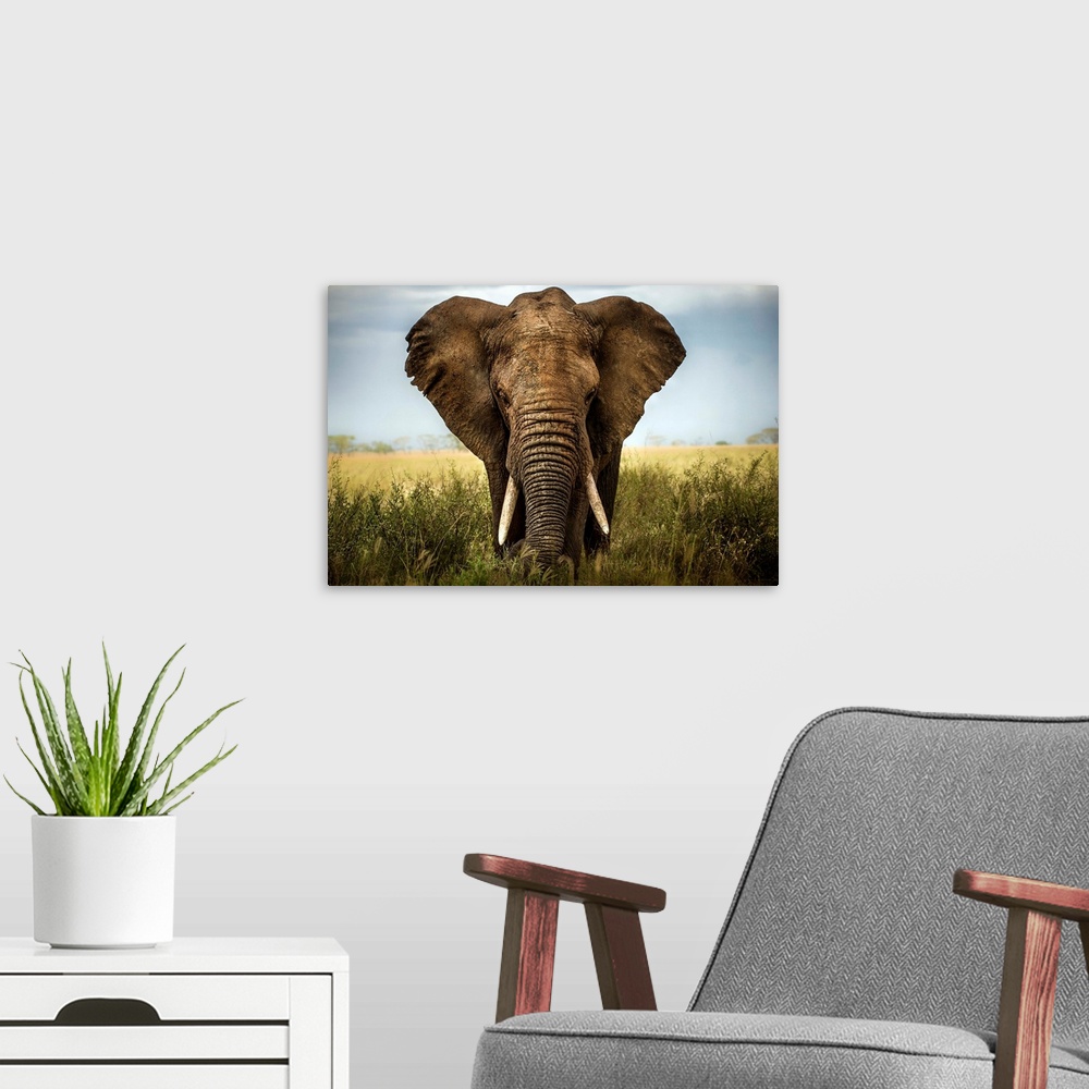 A modern room featuring A portrait of an African elephant standing in the Serengeti grass.
