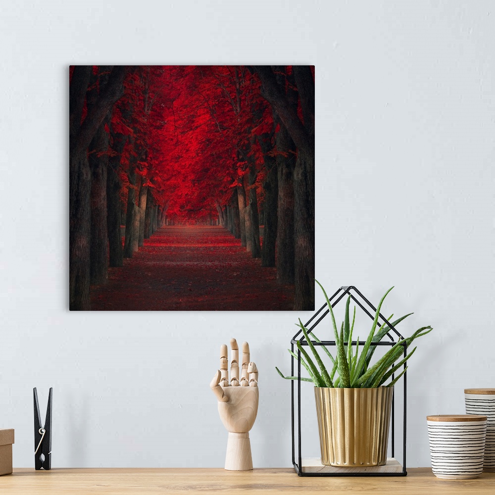A bohemian room featuring Pathway lined with trees with deep red leaves.