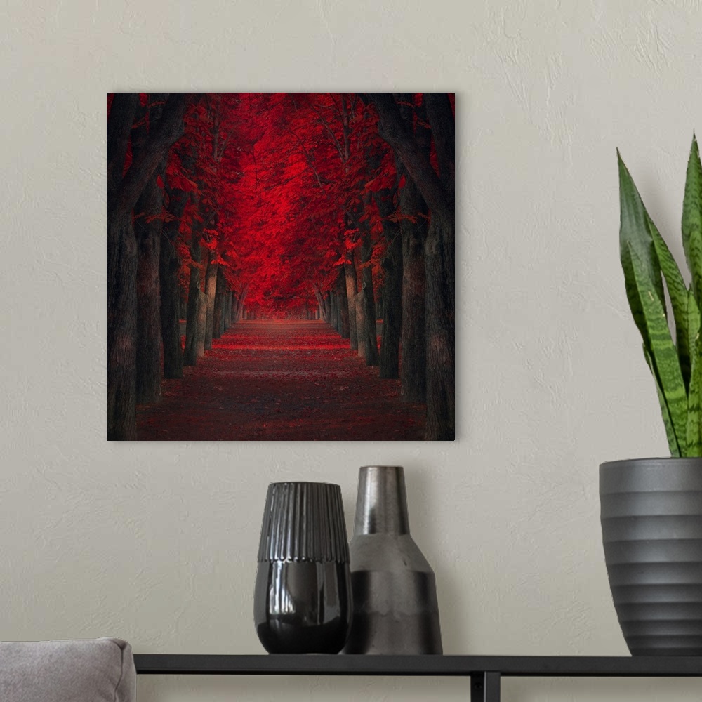 A modern room featuring Pathway lined with trees with deep red leaves.