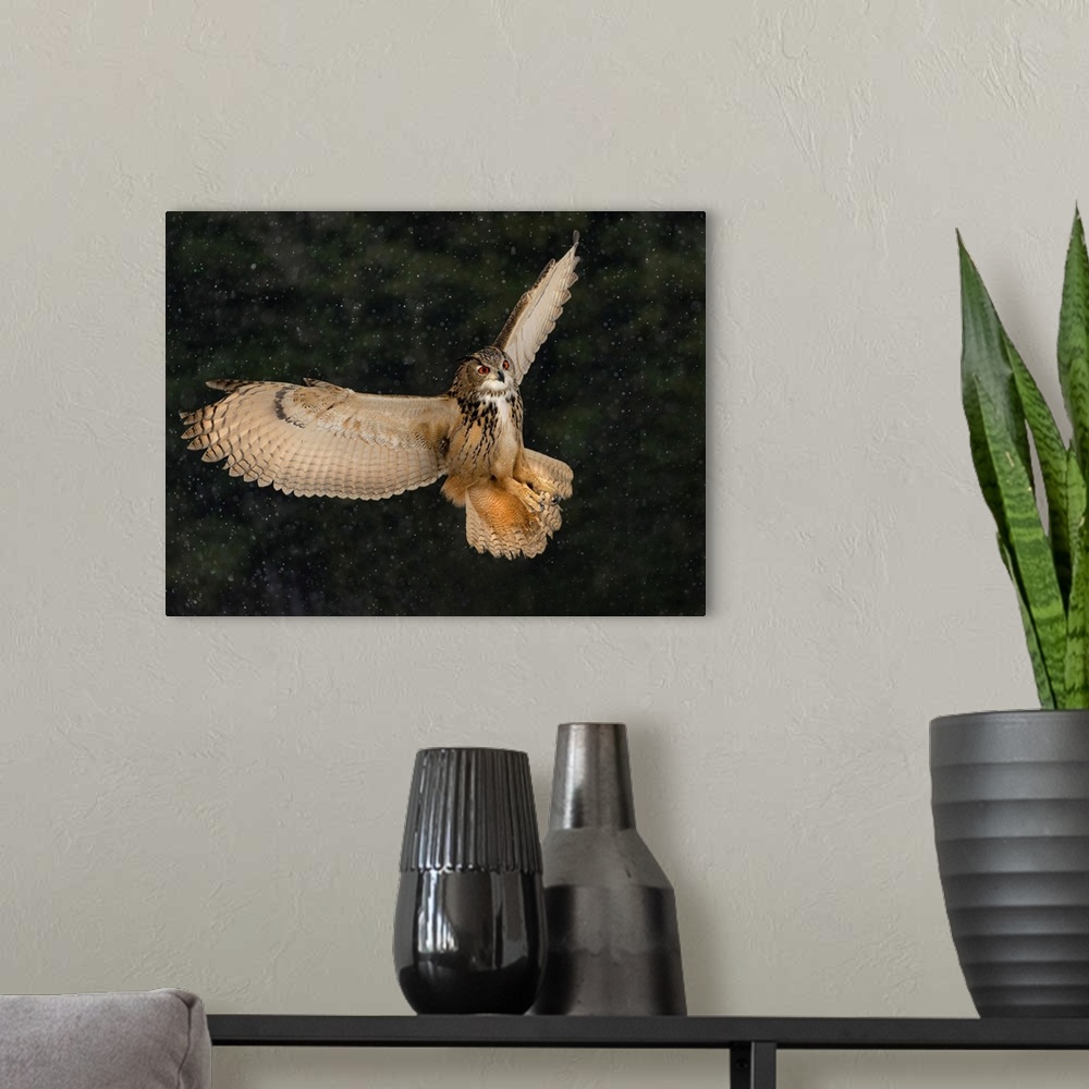 A modern room featuring Eurasian Eagle Owl