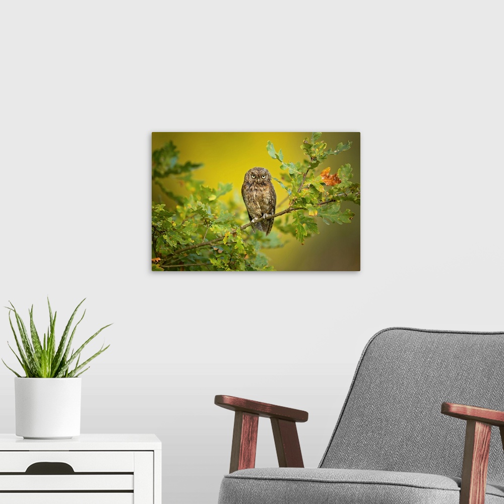 A modern room featuring Eurasian Scops Owl