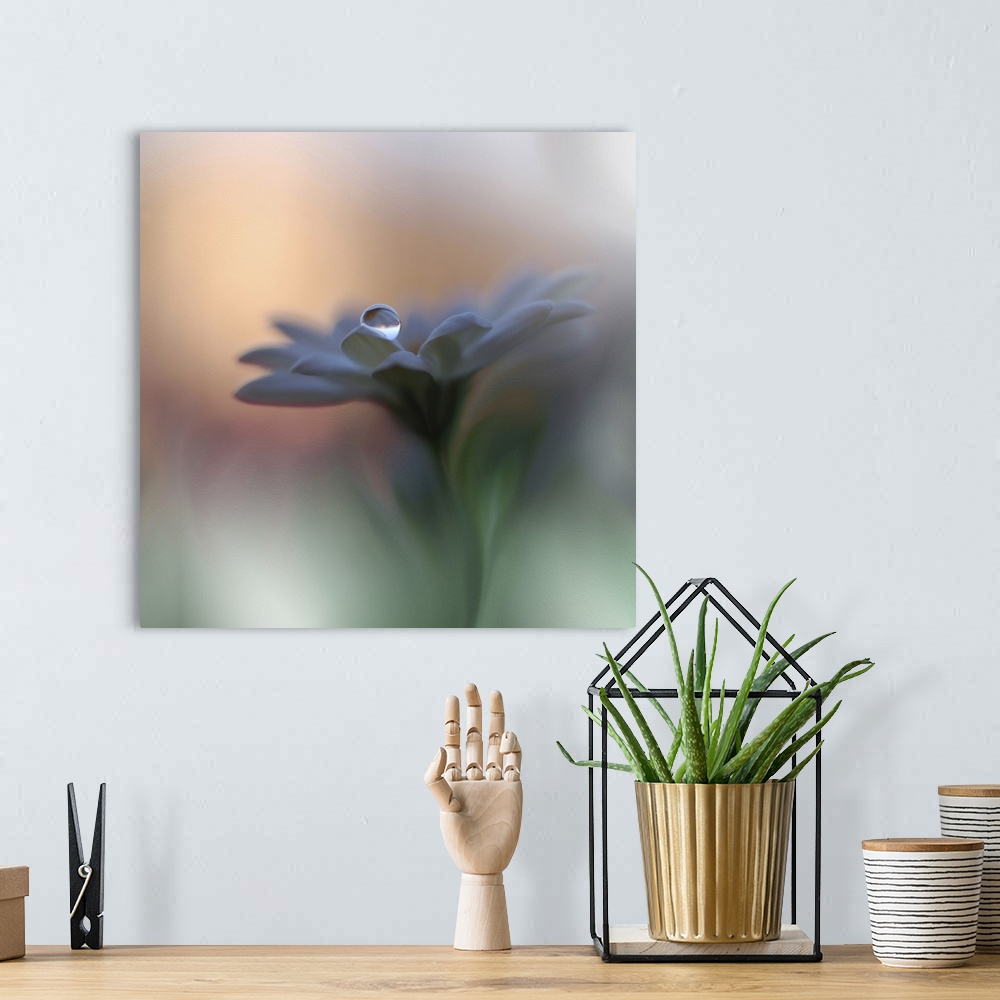 A bohemian room featuring An extreme close-up of a blue flower with a drop of water on a petal.