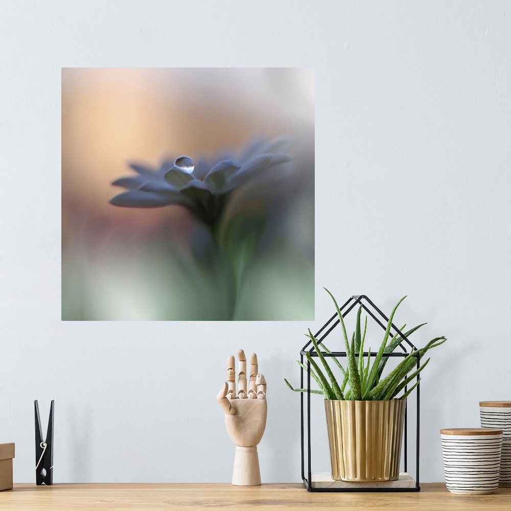 A bohemian room featuring An extreme close-up of a blue flower with a drop of water on a petal.
