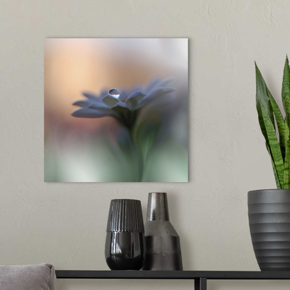 A modern room featuring An extreme close-up of a blue flower with a drop of water on a petal.