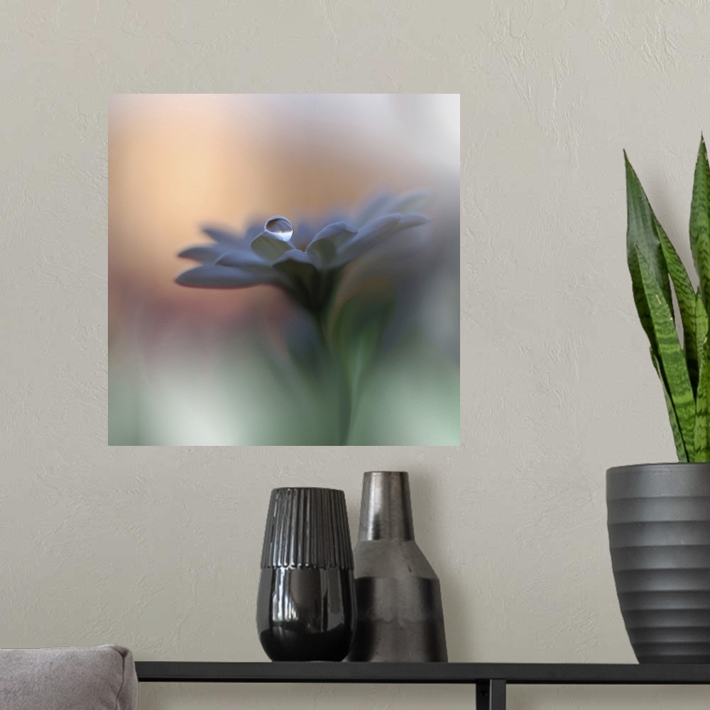 A modern room featuring An extreme close-up of a blue flower with a drop of water on a petal.