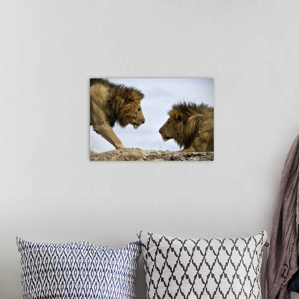A bohemian room featuring A male lion approaches another on a rocky plain.