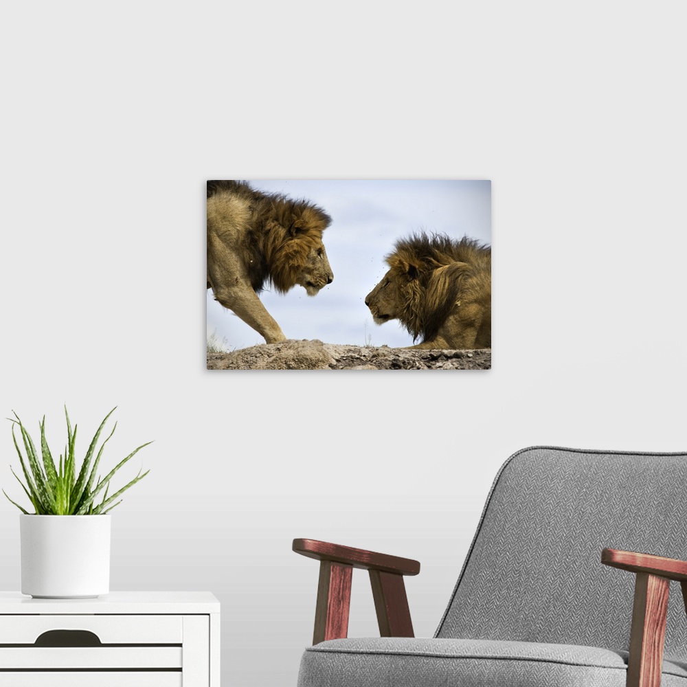 A modern room featuring A male lion approaches another on a rocky plain.