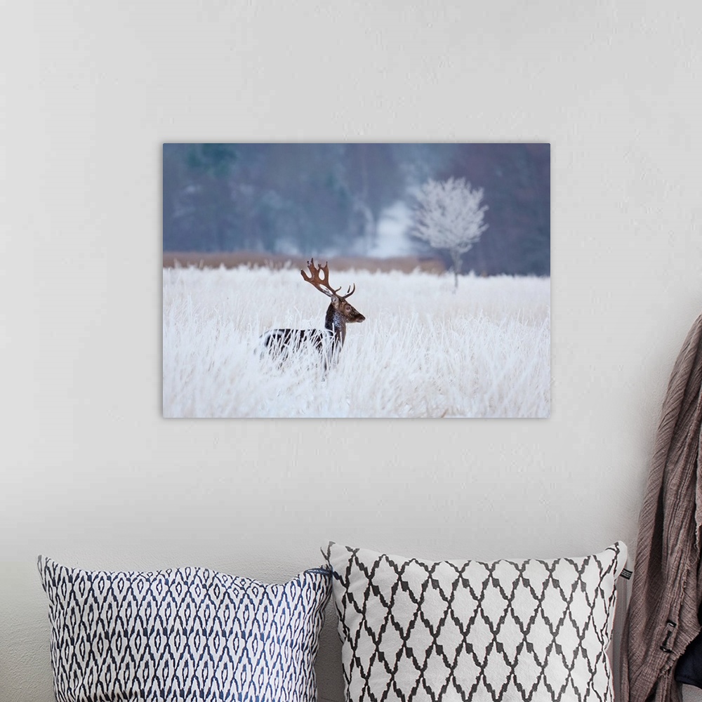 A bohemian room featuring A deer standing in a bright white field in the winter.