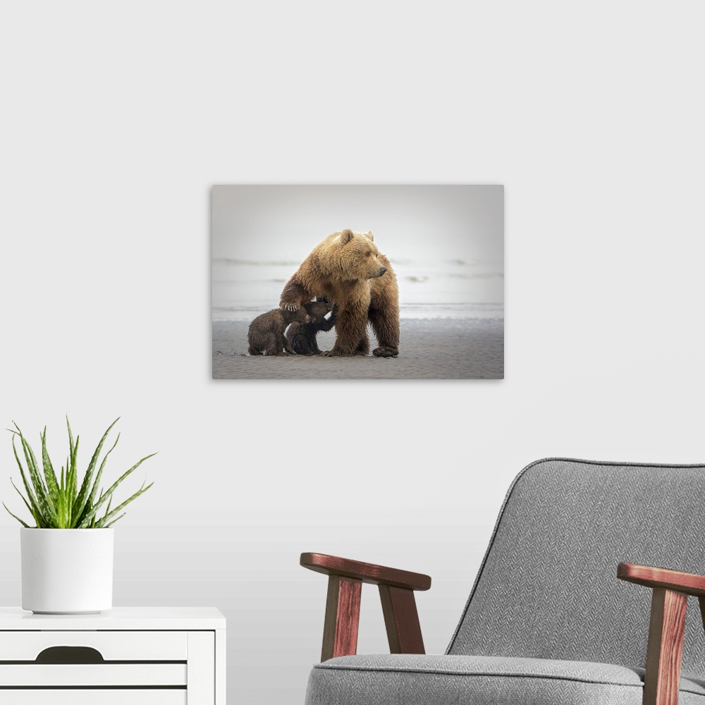 A modern room featuring Photograph of a mother bear nursing two cubs on a sandy shore.