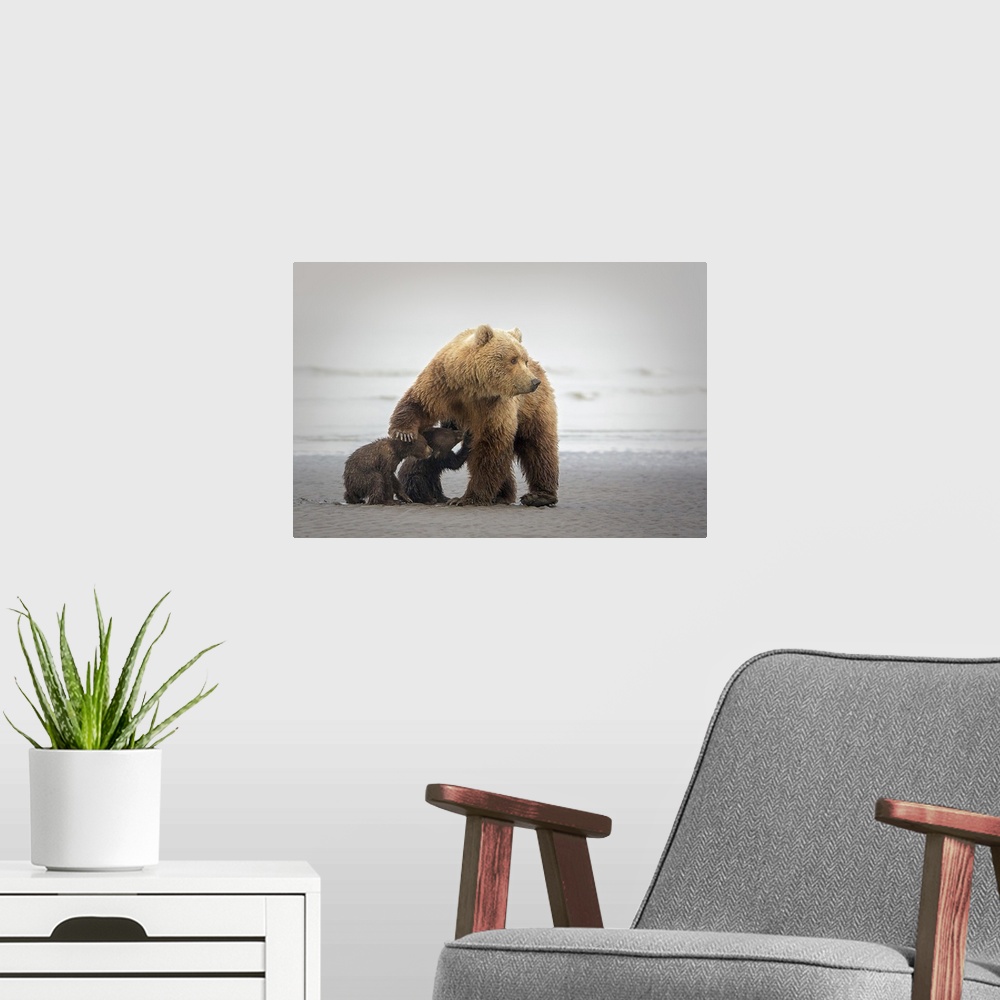 A modern room featuring Photograph of a mother bear nursing two cubs on a sandy shore.