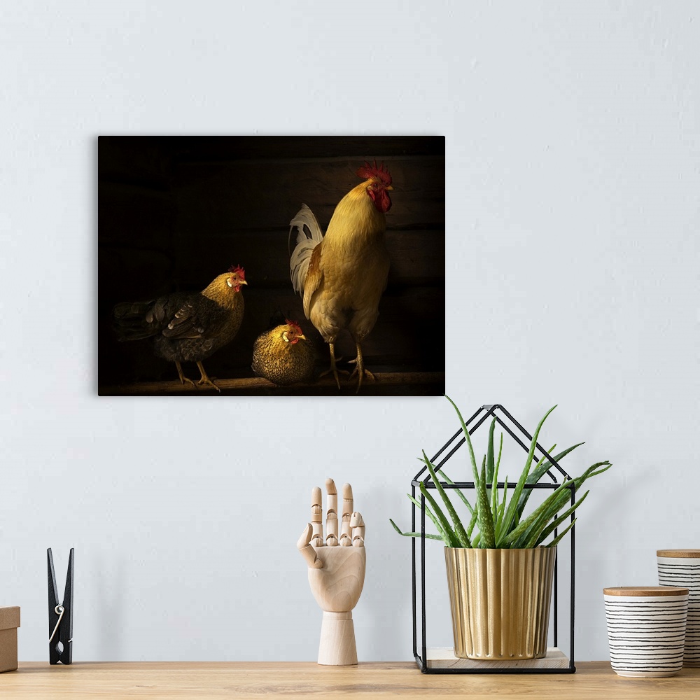 A bohemian room featuring Two hens and a rooster in a henhouse, with golden light.