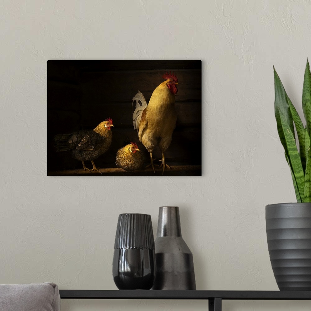 A modern room featuring Two hens and a rooster in a henhouse, with golden light.