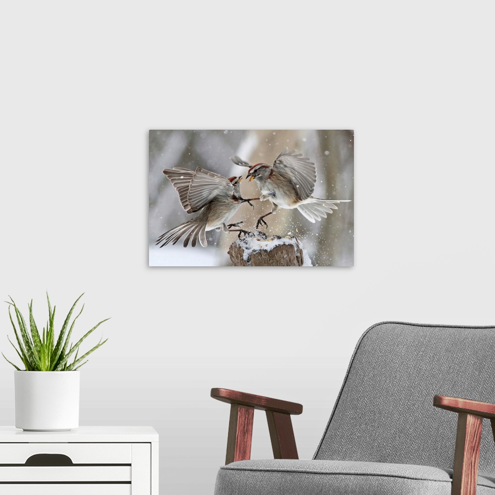 A modern room featuring Two Chipping Sparrows fight over a small amount of seed in the winter.
