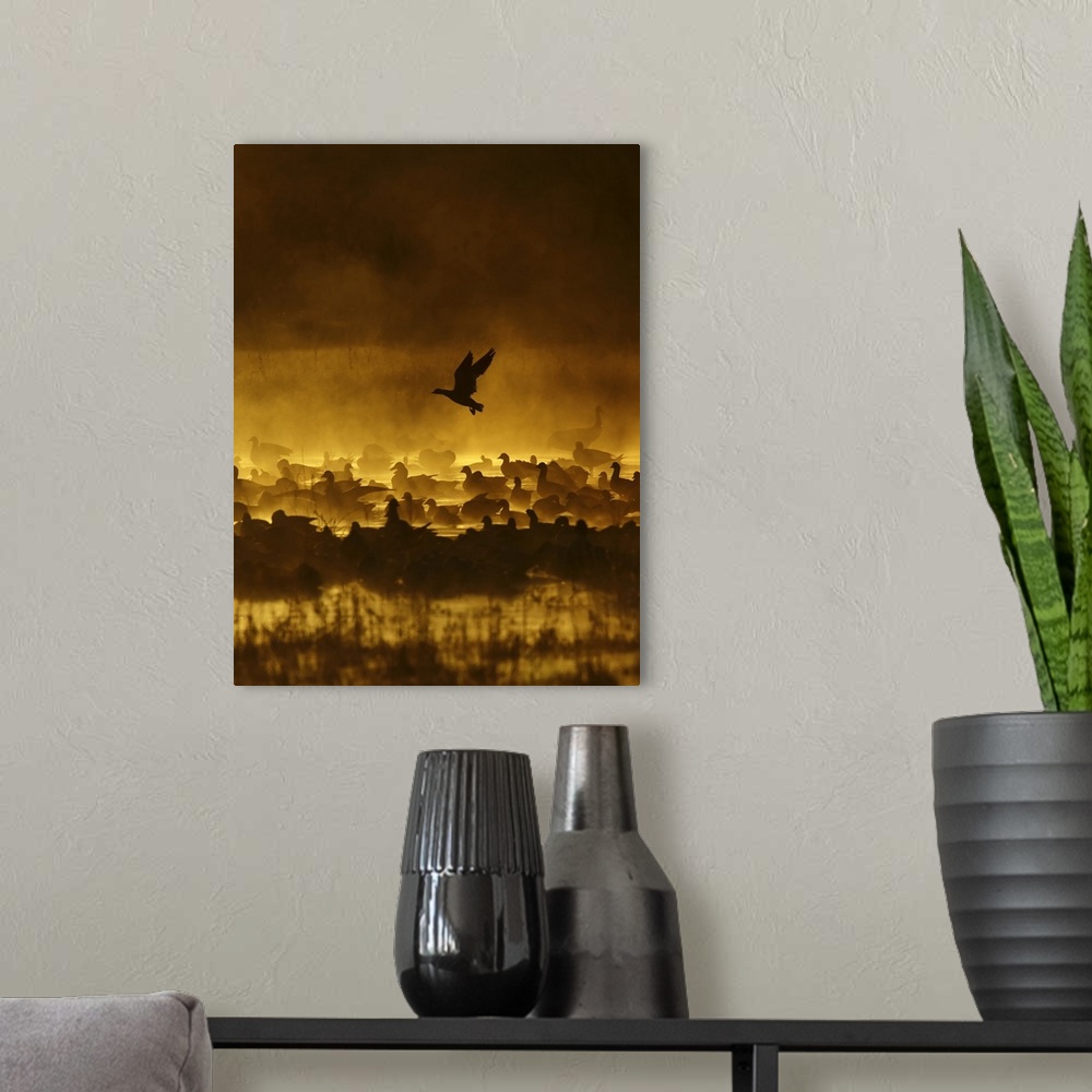 A modern room featuring A silhouetted duck flies over its flock on a misty morning, at Bosque del Apache, New Mexico.