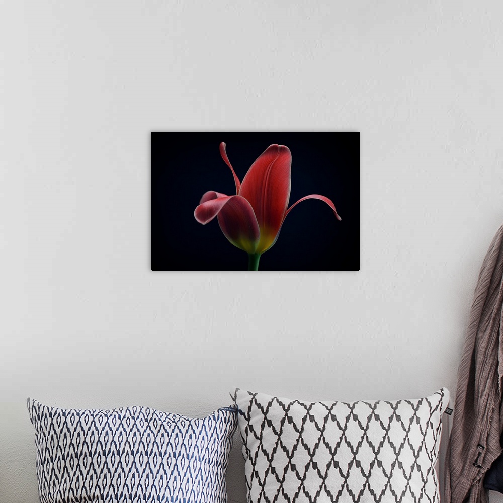 A bohemian room featuring First Tulip