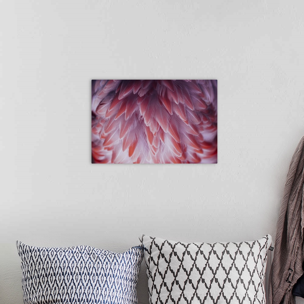 A bohemian room featuring Beautiful close-up of the feathers of a pink flamingo bird.