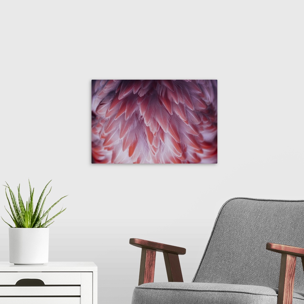 A modern room featuring Beautiful close-up of the feathers of a pink flamingo bird.