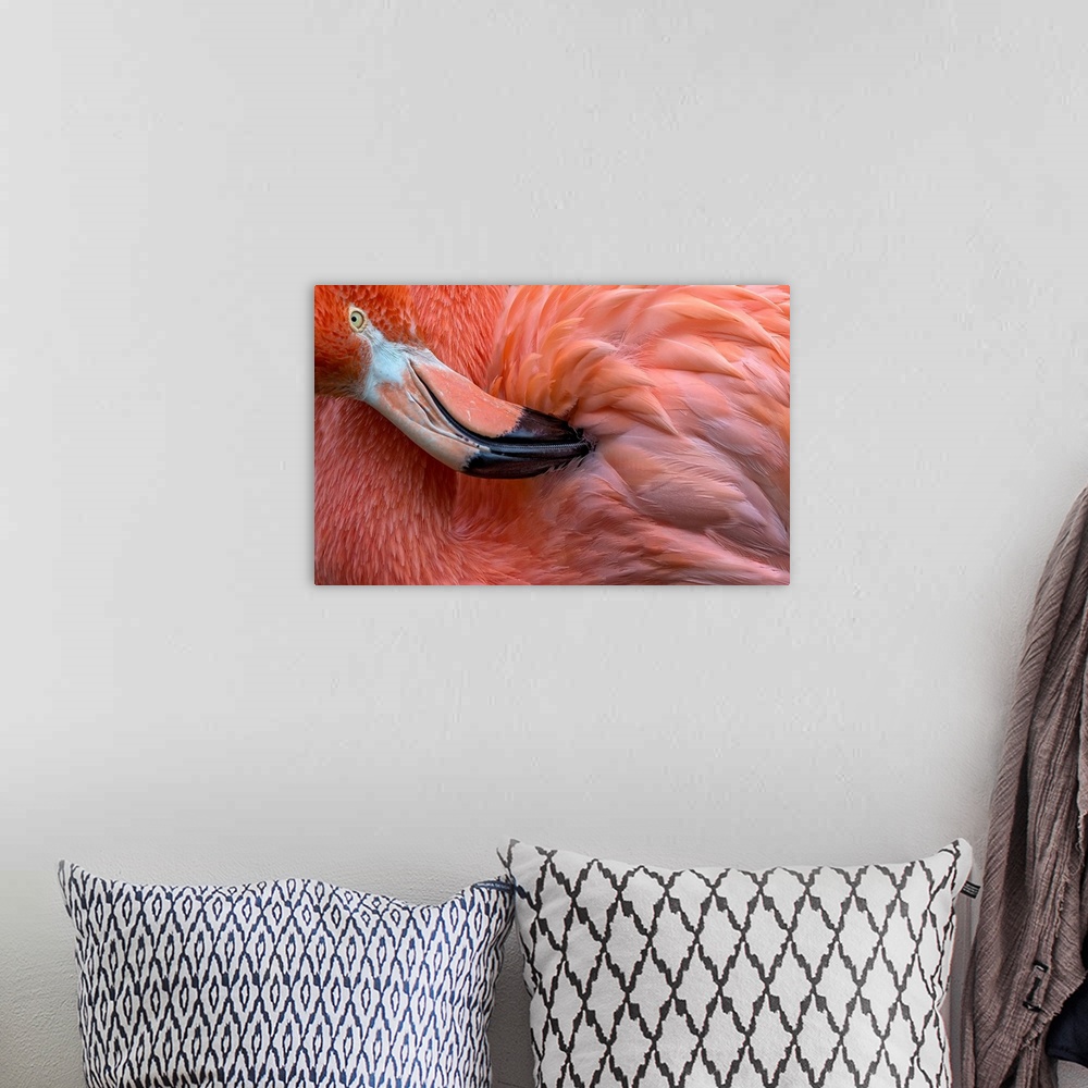A bohemian room featuring Flamingo Close Up