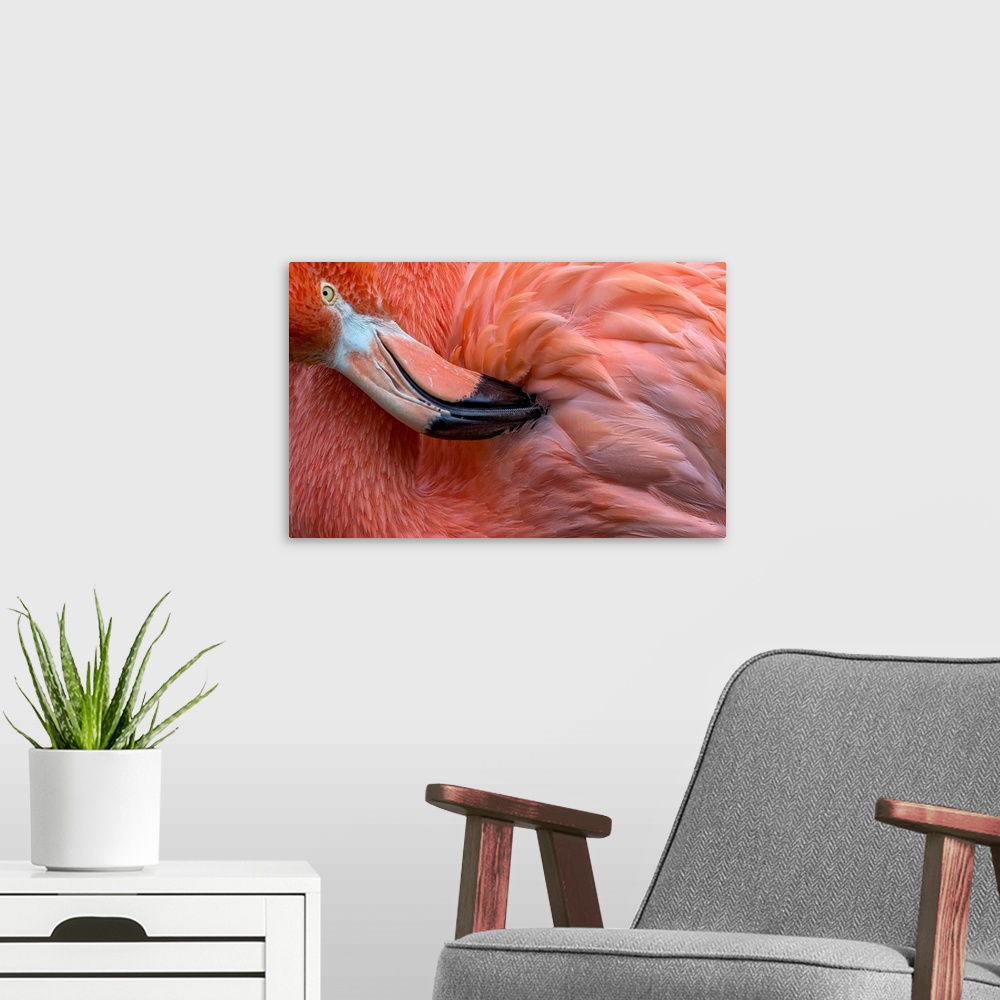 A modern room featuring Flamingo Close Up