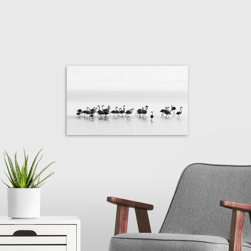 A modern room featuring A black and white photograph of flamingos standing around in water.