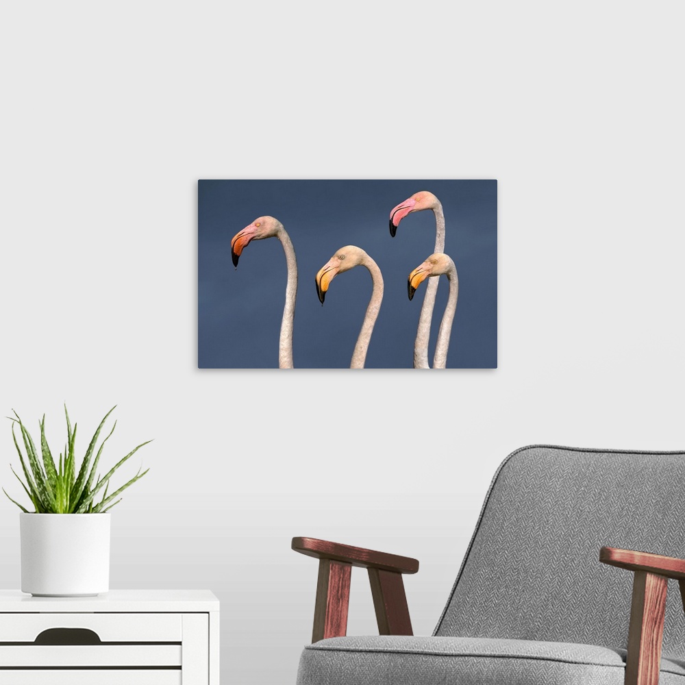 A modern room featuring Flamingos Close Up