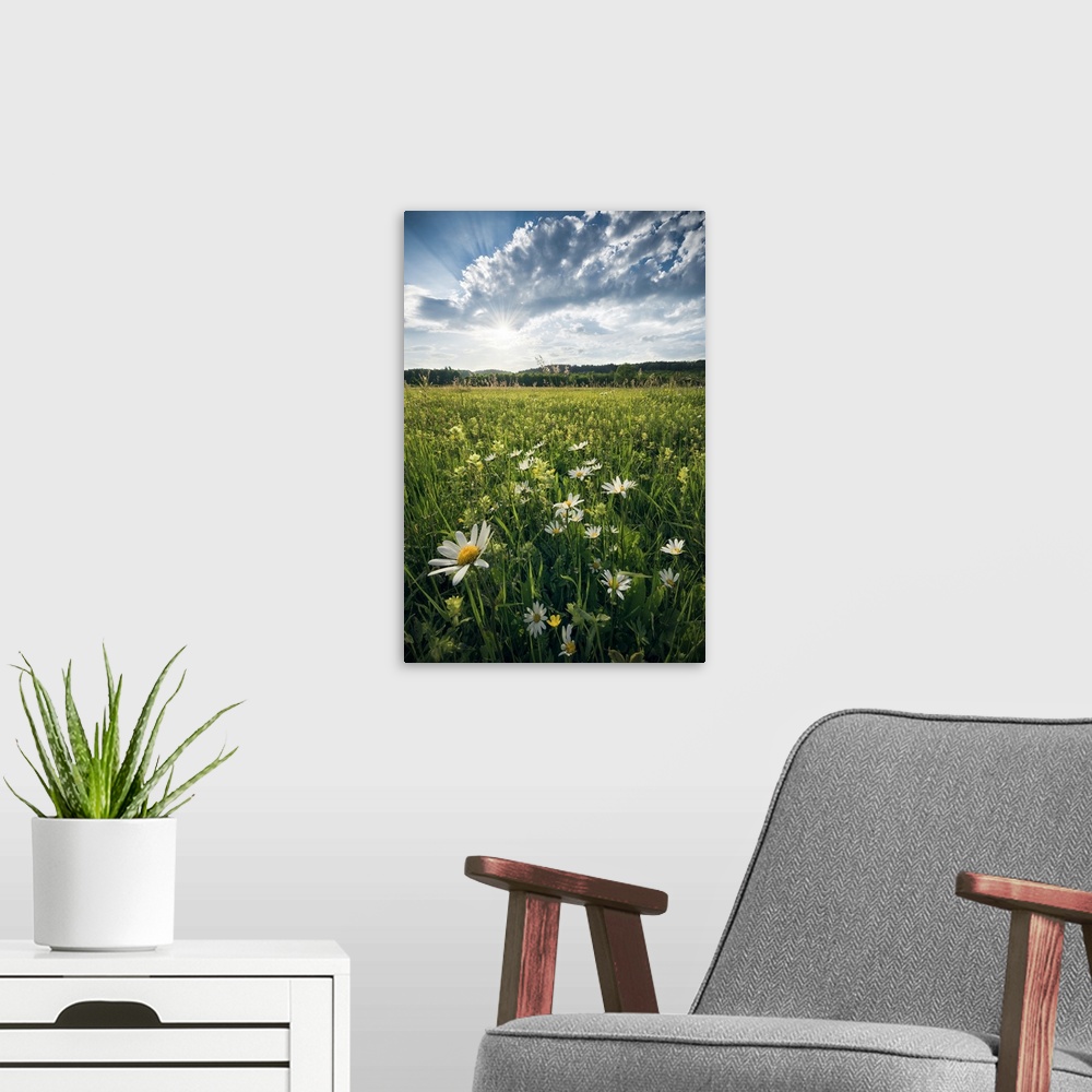 A modern room featuring Flowering Meadow