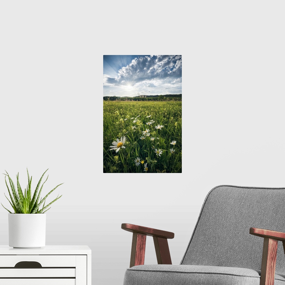 A modern room featuring Flowering Meadow