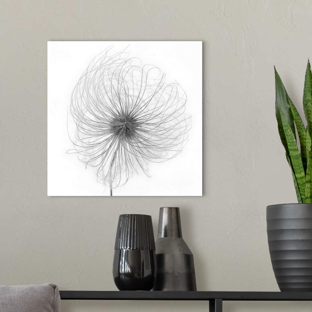 A modern room featuring Fluffy Seed Head