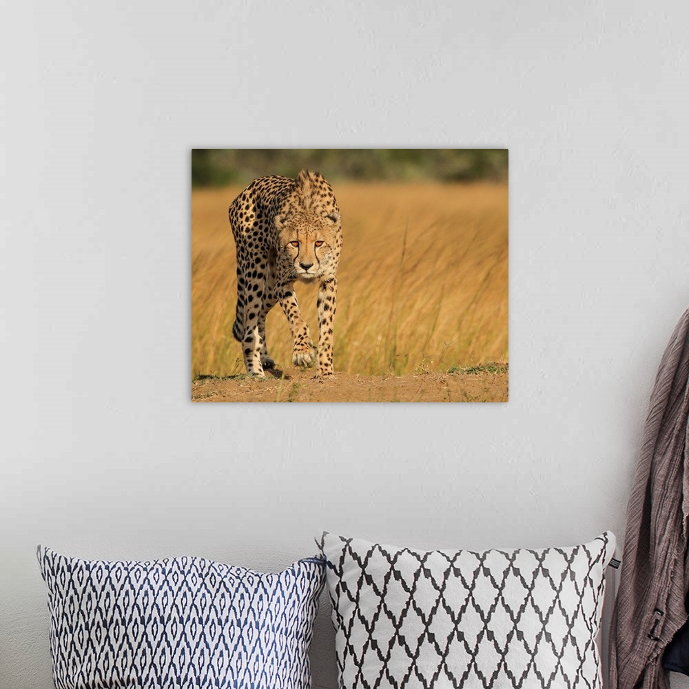 A bohemian room featuring A spotted cheetah stalking its next meal in the African savanna.
