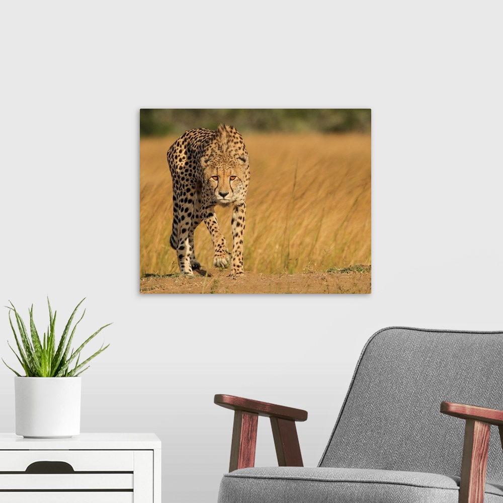 A modern room featuring A spotted cheetah stalking its next meal in the African savanna.