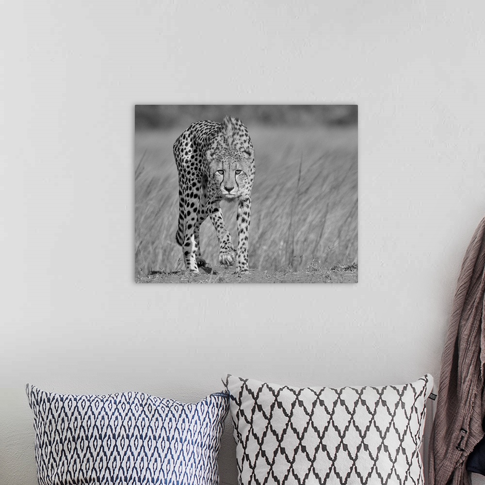 A bohemian room featuring A black and white portrait of a cheetah walking with a stalking intent.