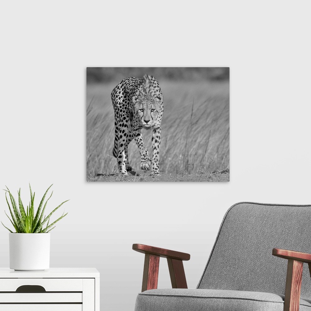 A modern room featuring A black and white portrait of a cheetah walking with a stalking intent.