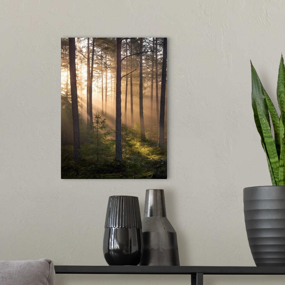A modern room featuring Foggy Forest
