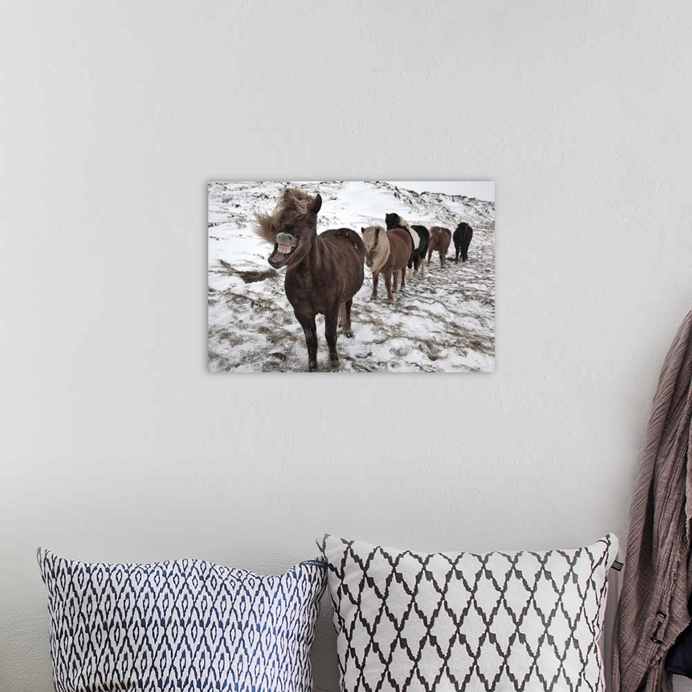 A bohemian room featuring Five Icelandic horses in a row in a snowy landscape, with the leader making an amusing face.