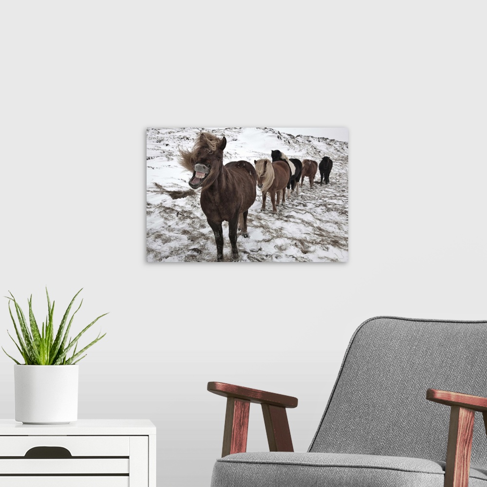 A modern room featuring Five Icelandic horses in a row in a snowy landscape, with the leader making an amusing face.