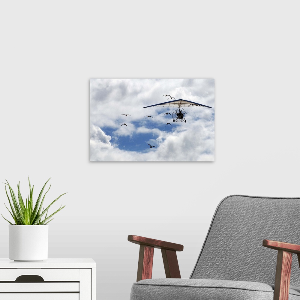A modern room featuring A flock of geese following a powered hang glider in the sky.