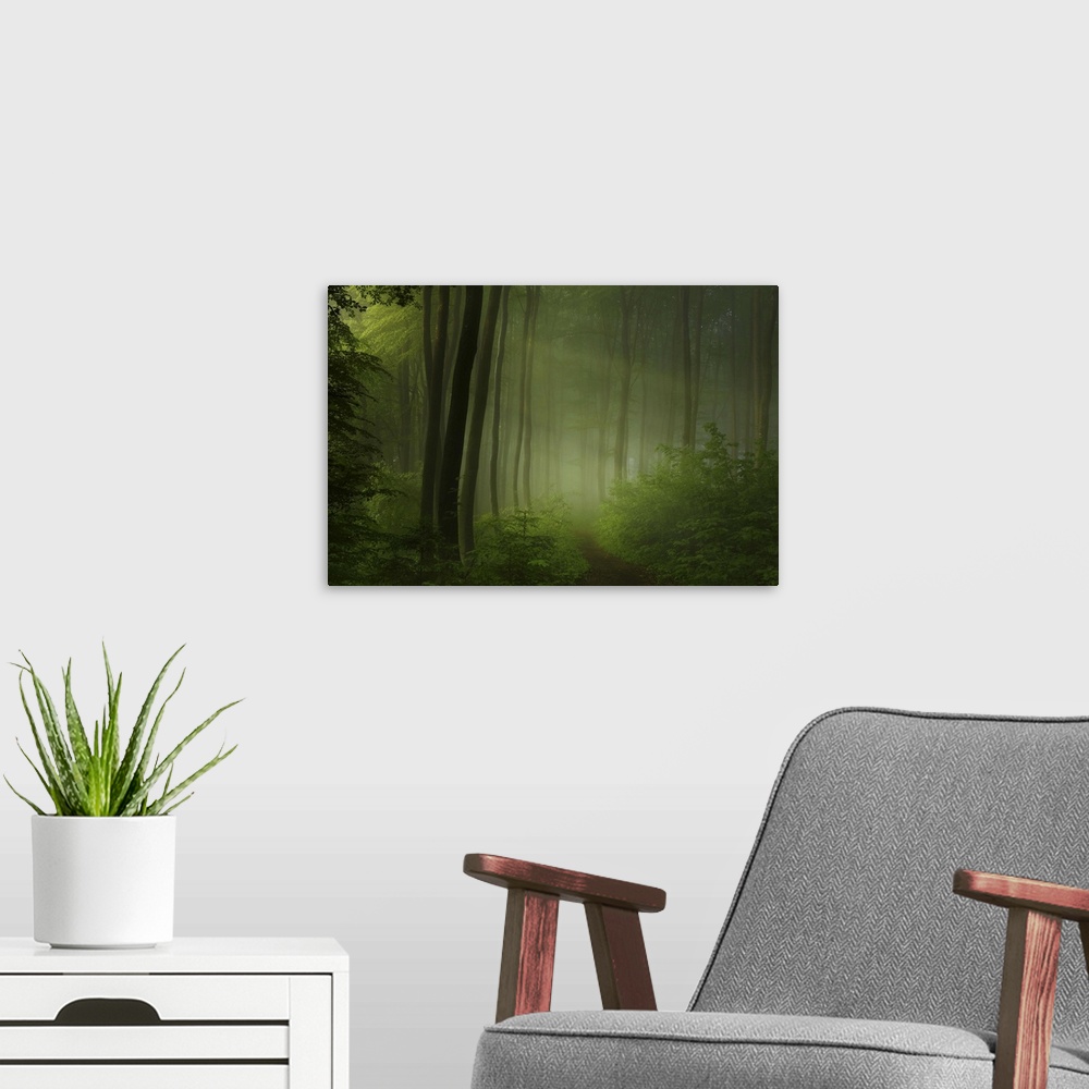 A modern room featuring A path through a forest full of ferns, with beams of sunlight shining through the mist.