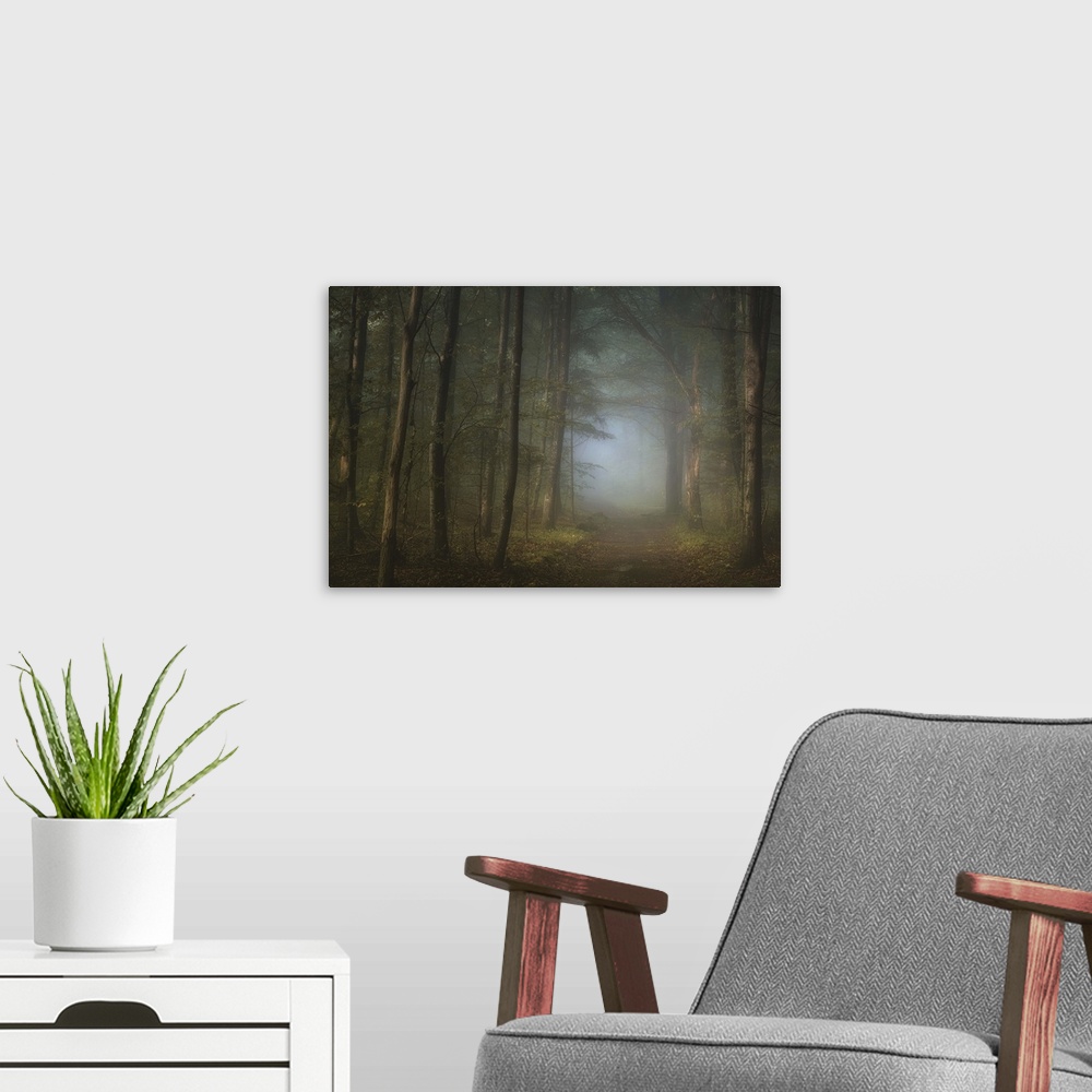 A modern room featuring A dirt path through a misty forest of tall, thin trees.