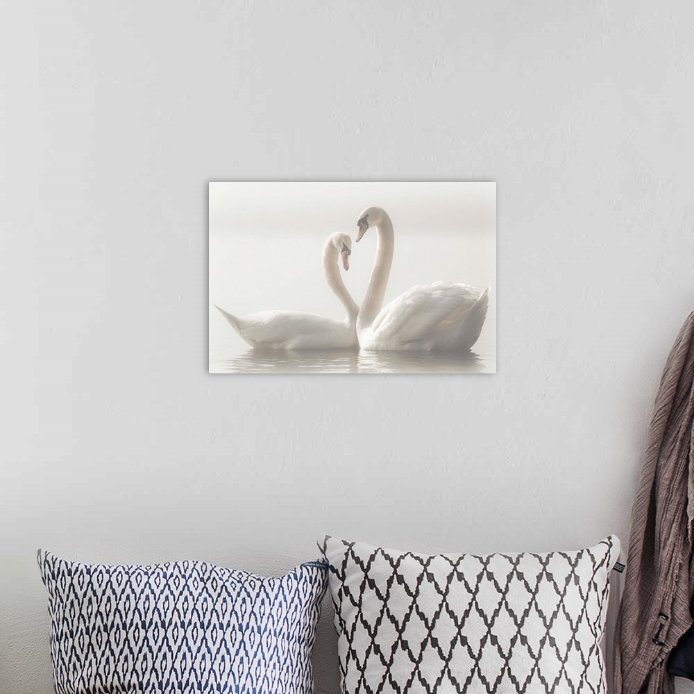 A bohemian room featuring Two Mute Swans swim closely together, their arched necks creating the image of a heart.